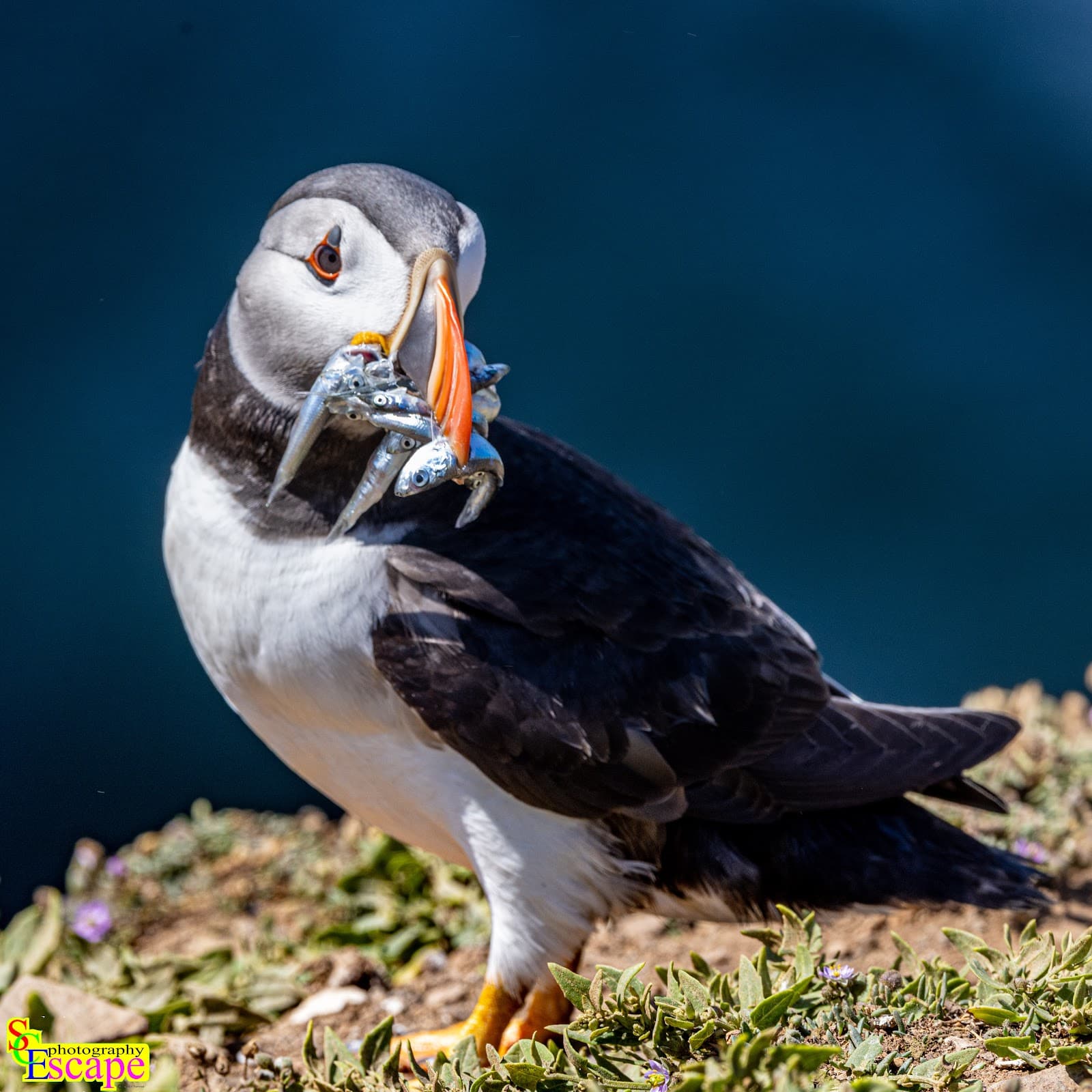 Skomer Island - Image 1