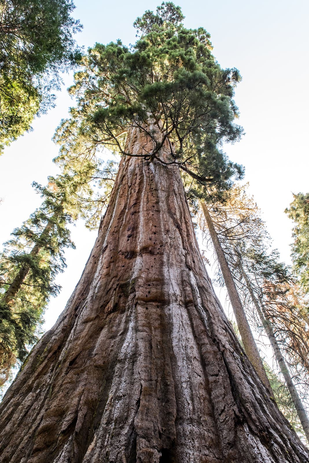 Nelder Grove California - Image 1