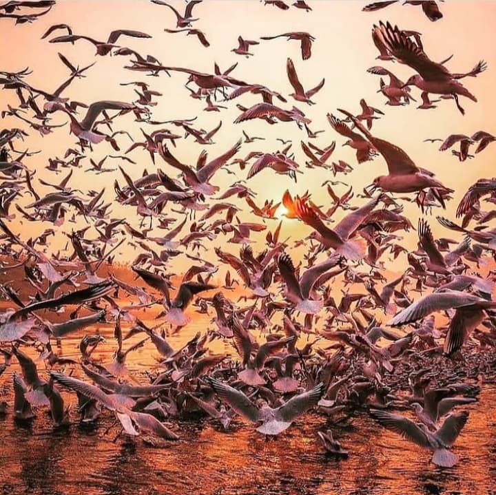 Nal Sarovar Bird Sanctuary - Image 1