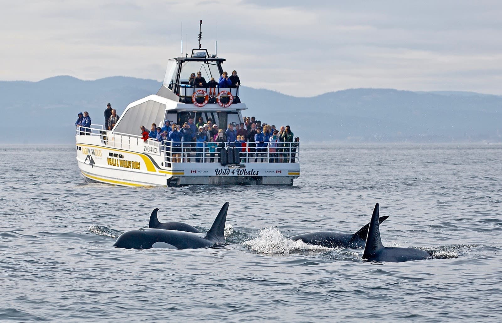 Whale Watching Tours Victoria BC - Image 1