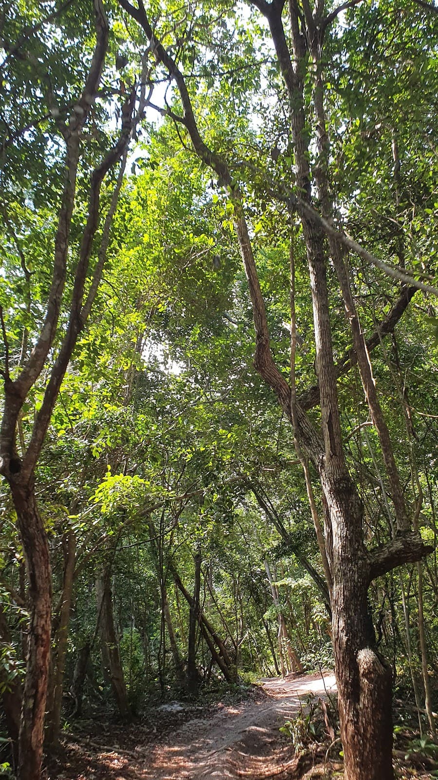 Mata Estrela RPPN - Image 1