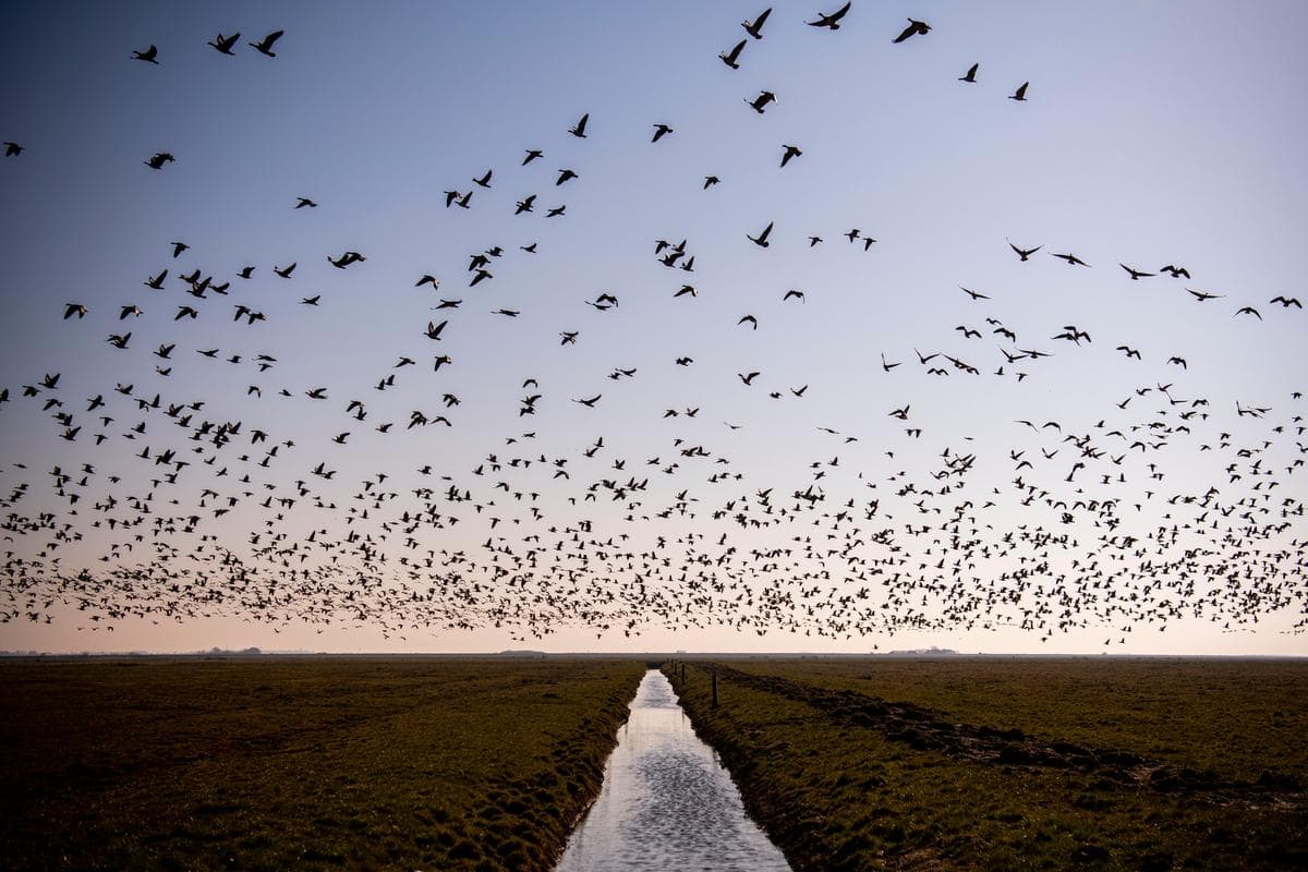 Tøndermarsken (Tønder Marsh) - Image 1