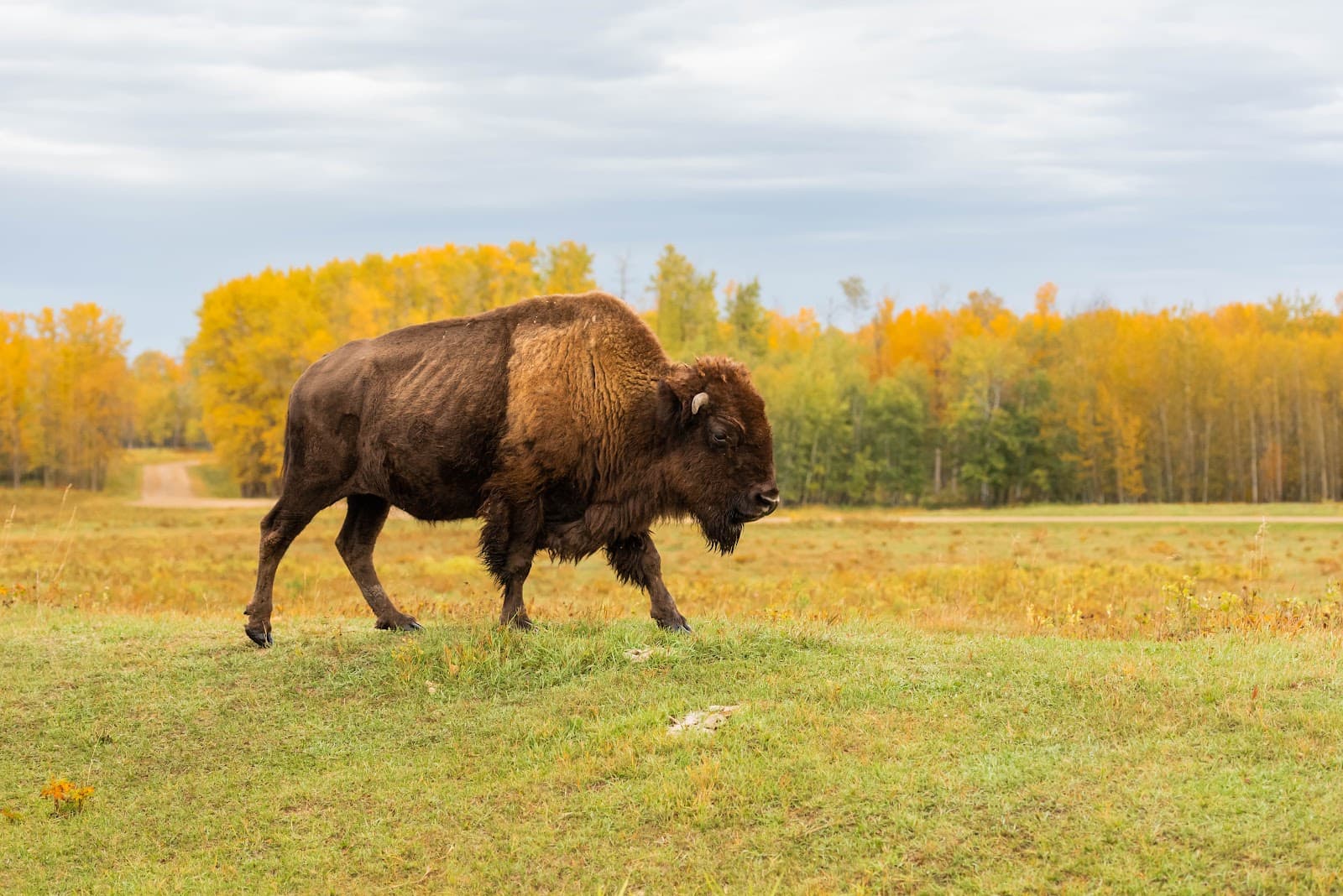 Elk Island National Park - Image 1