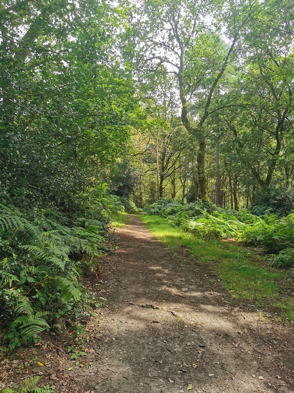 Pamber Forest and Silchester Common - Image 1