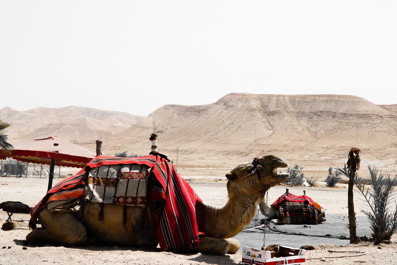 Dead Sea - Image 1