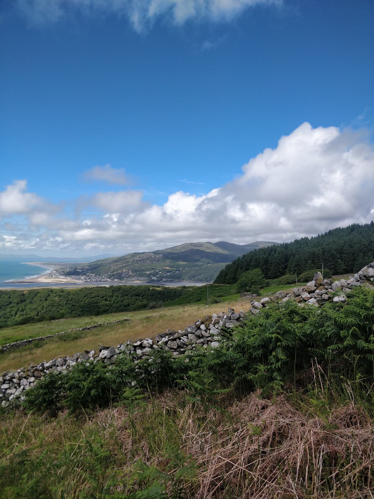 Arthog Bog Nature Reserve - Image 1