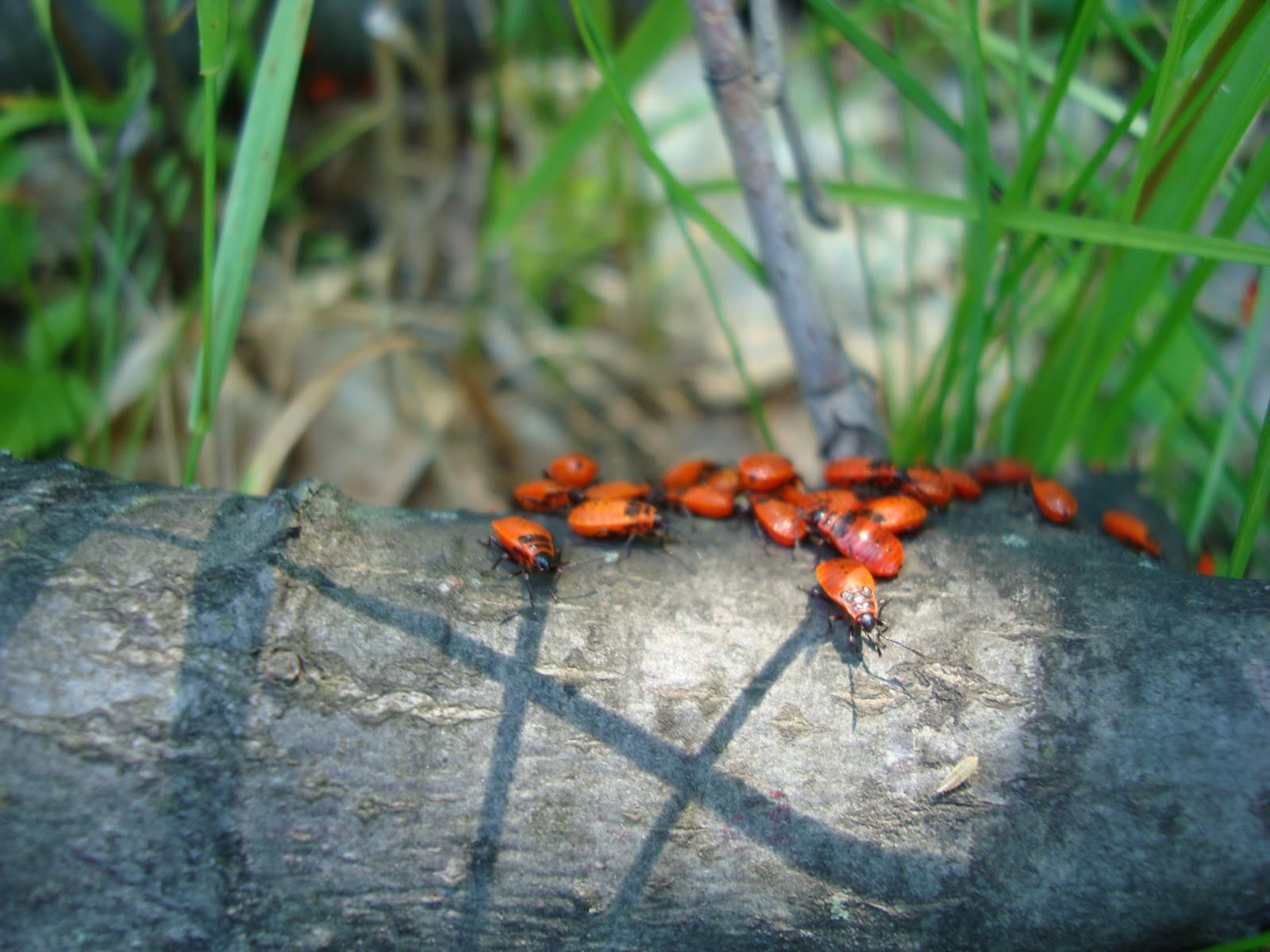 Bârnova Forest - Image 1