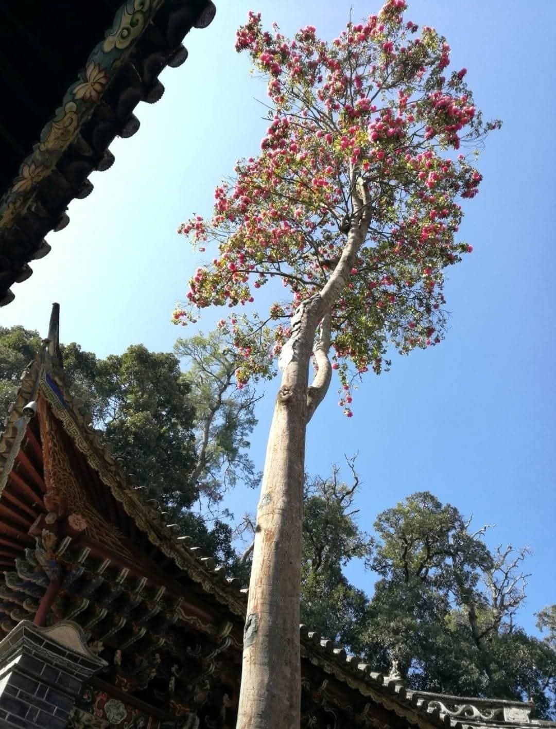 Weibaoshan (Weibao Mountain) - Image 1
