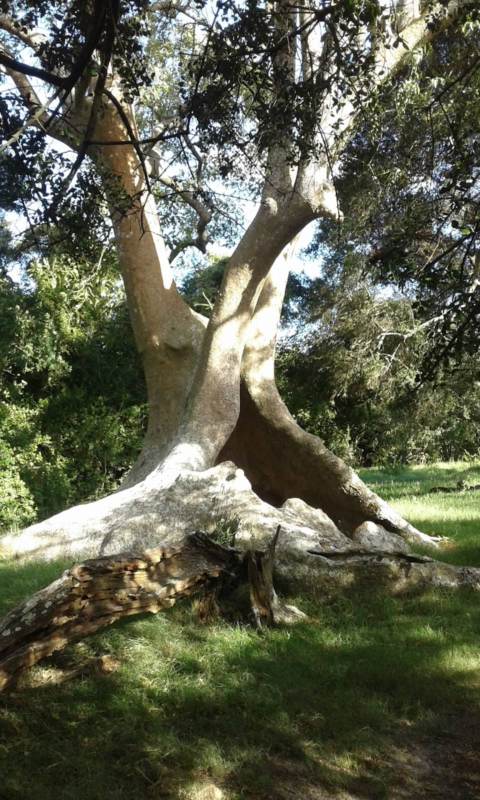 Los Olivera Ombú Grove