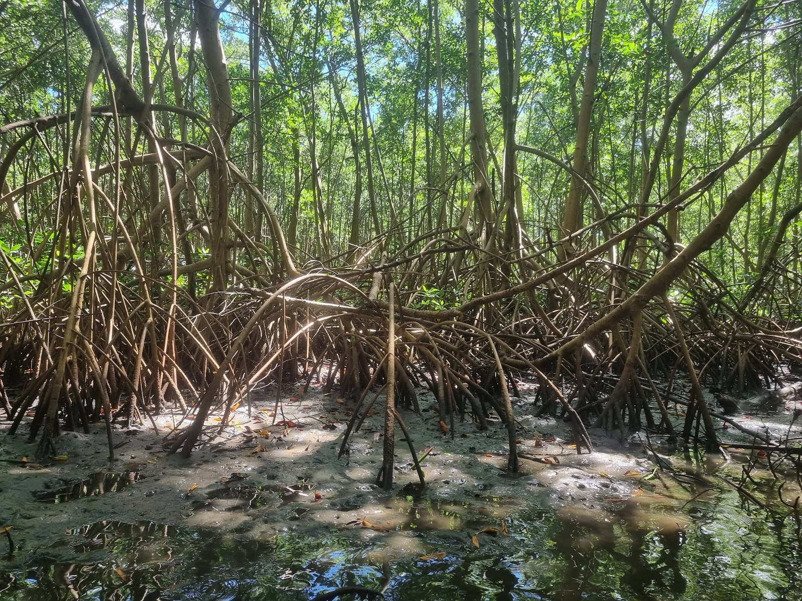 Trois-Îlets Mangrove Baie de Génipa - Image 1