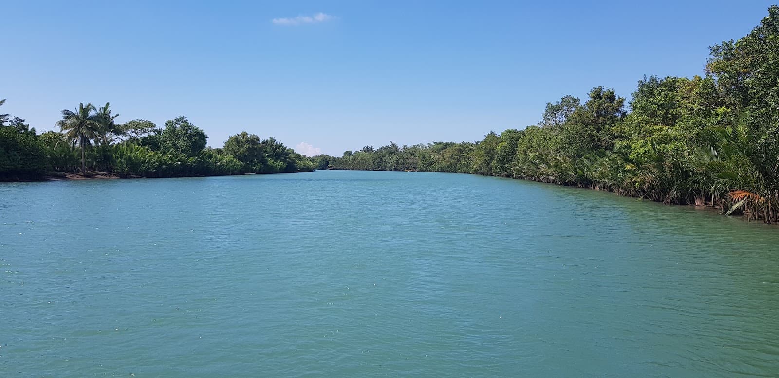 Balingasay Mangrove Forest - Image 1