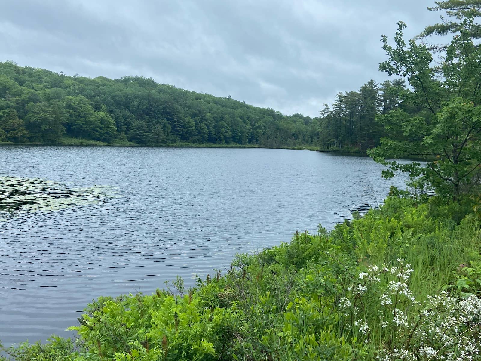 Wildflower and Berry Patches