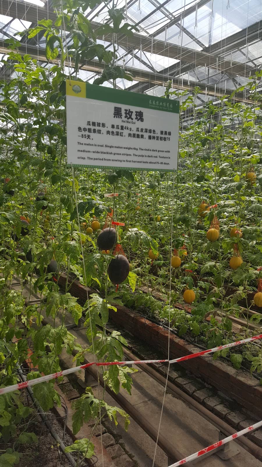 Diverse Produce Displays