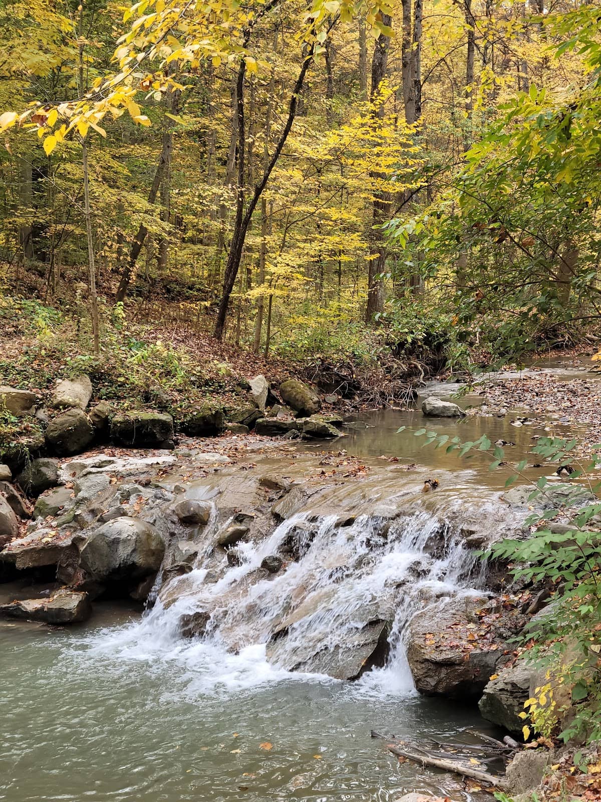 Salamander Migration Viewing