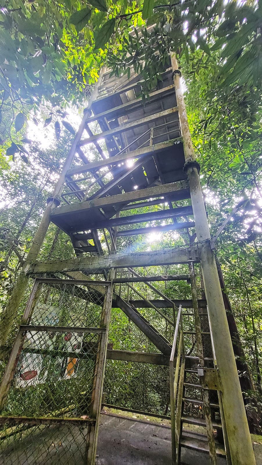Mulu Canopy Skywalk - Image 1
