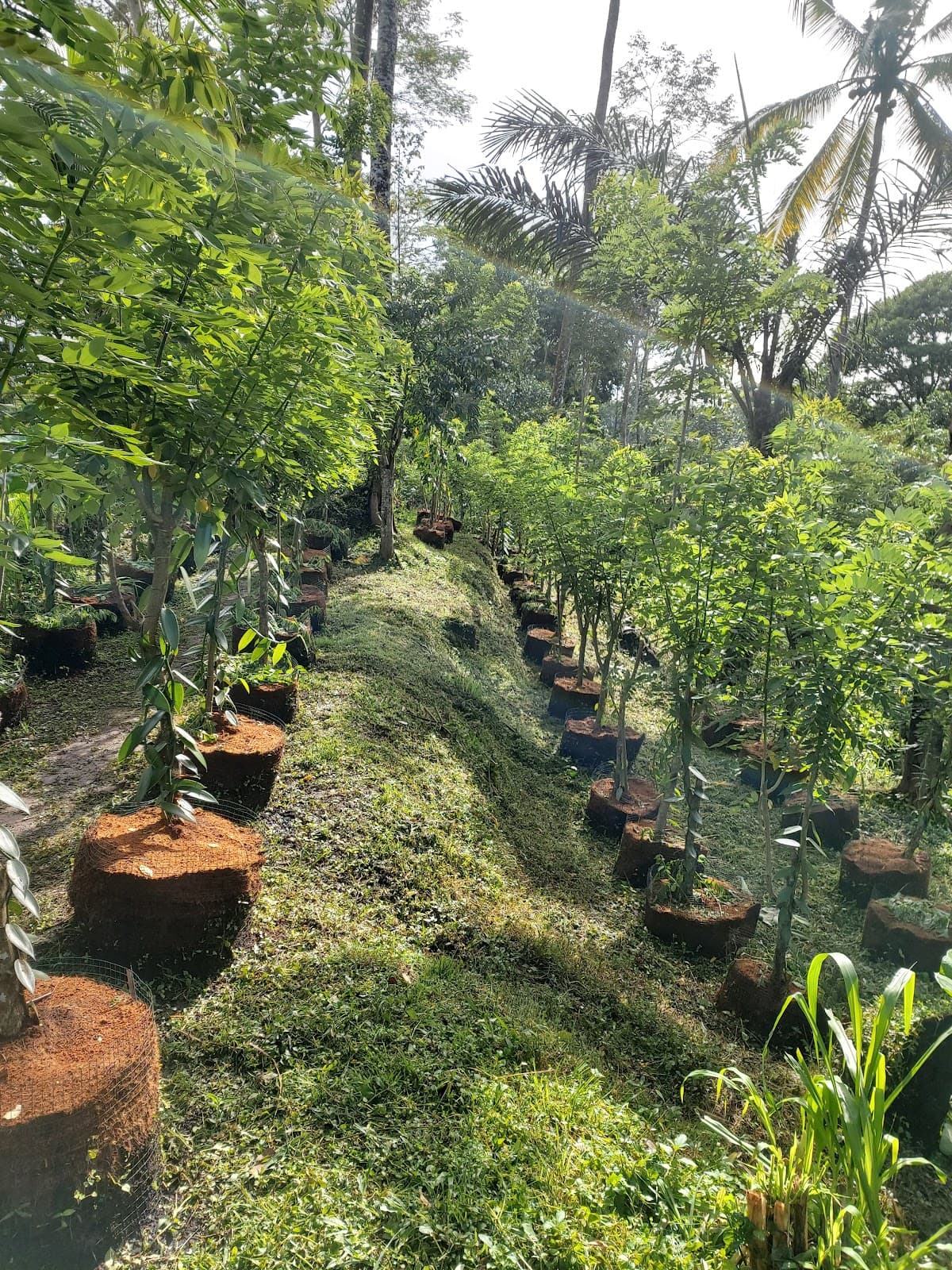 Ubud Spice Garden Ubud Bali - Image 1