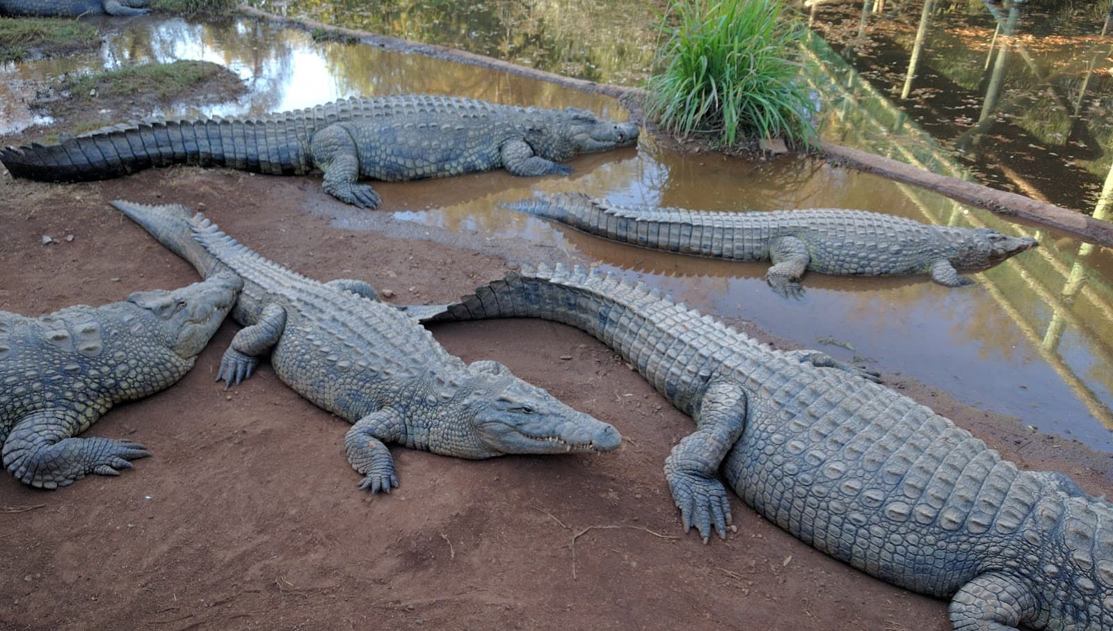 Kwena Gardens Crocodile Sanctuary - Image 1