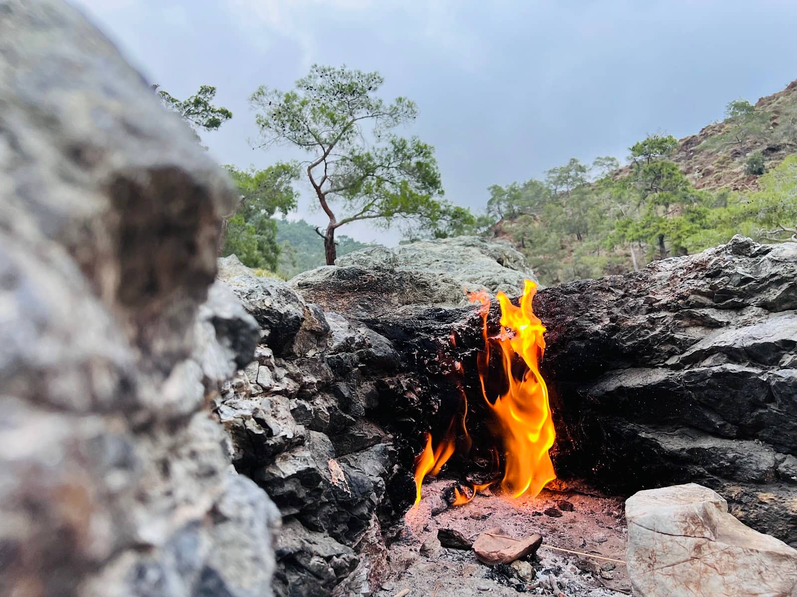 Local Feline Companions