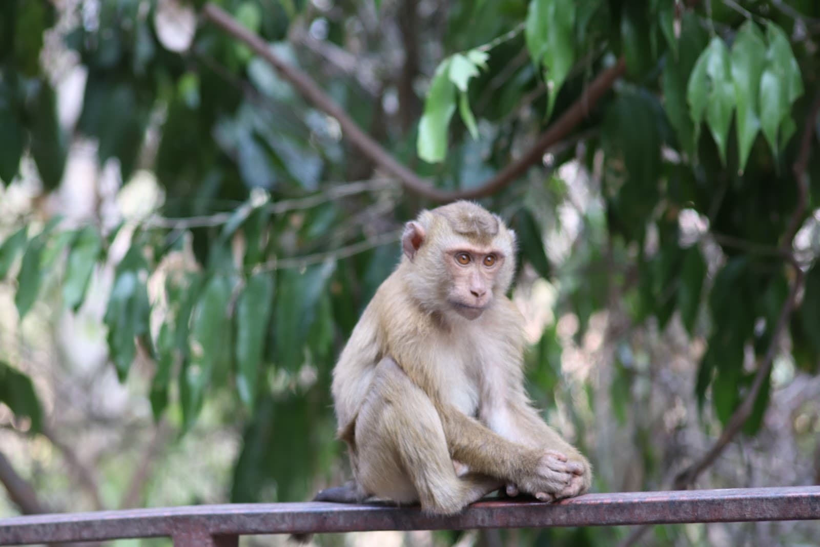 Monkey Hill Khao To Sae - Image 1
