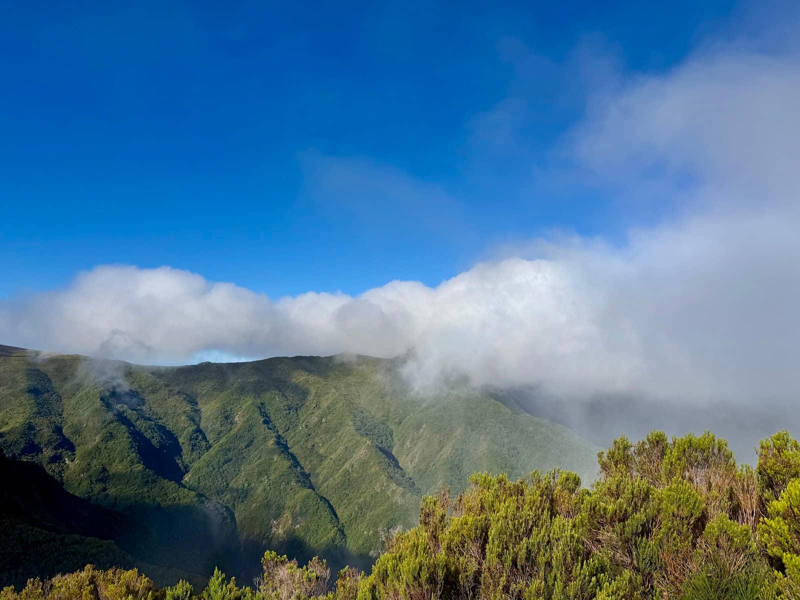 Mysterious Tree Shapes