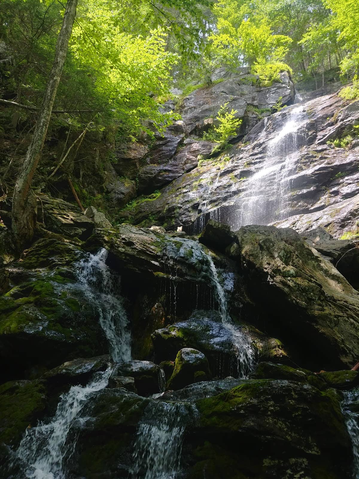 The Entire Race Brook Trail
