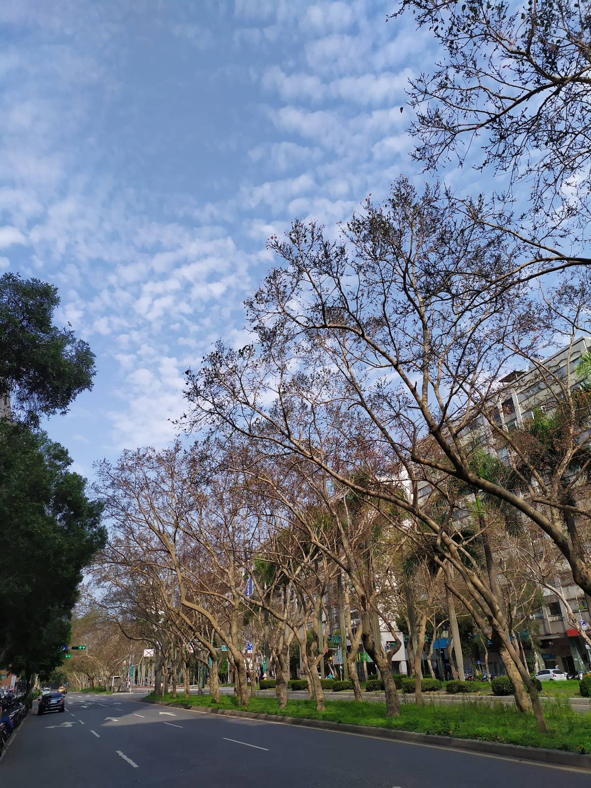 Tree-Lined Avenue