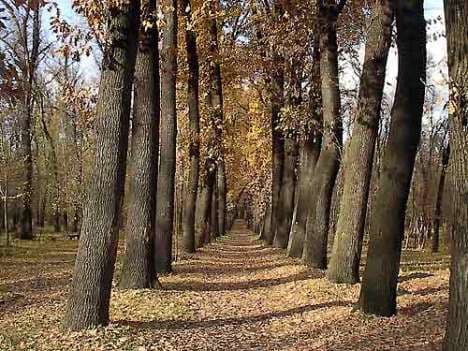 Baum Grove - Image 1