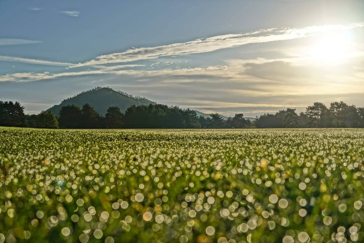 Wereldwijkfeest (World District Festival)