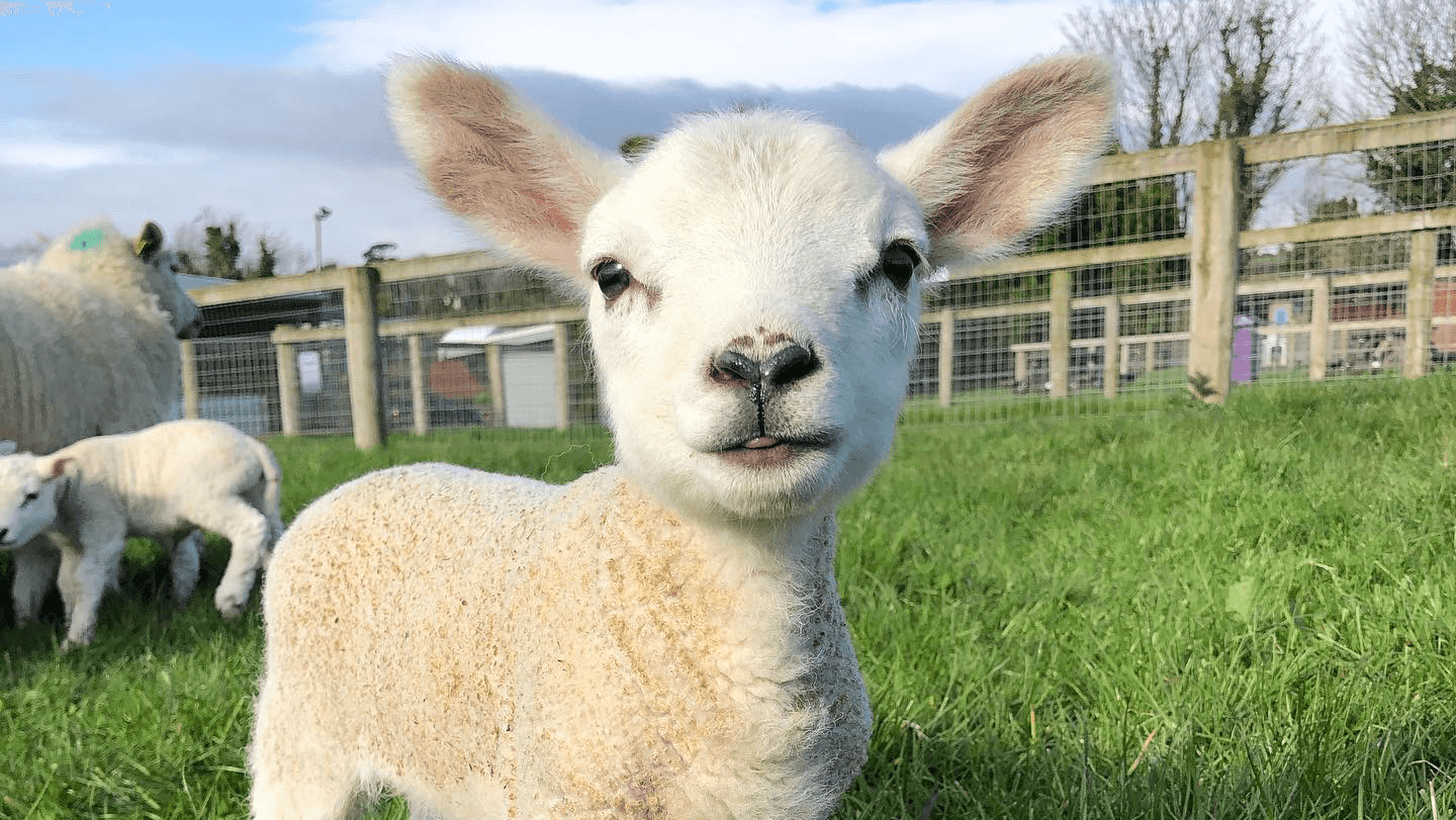 Glenroe Farm - Image 1