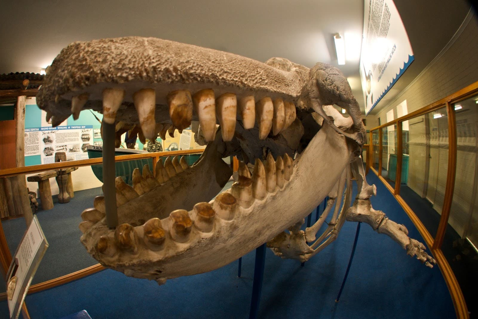 Eden Killer Whale Museum - Image 1
