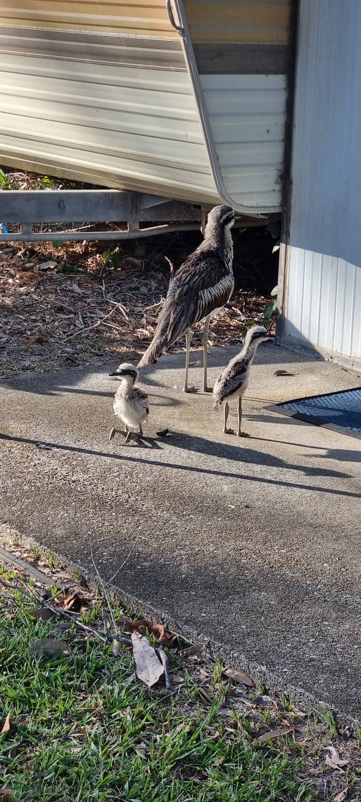 Wildlife Encounters