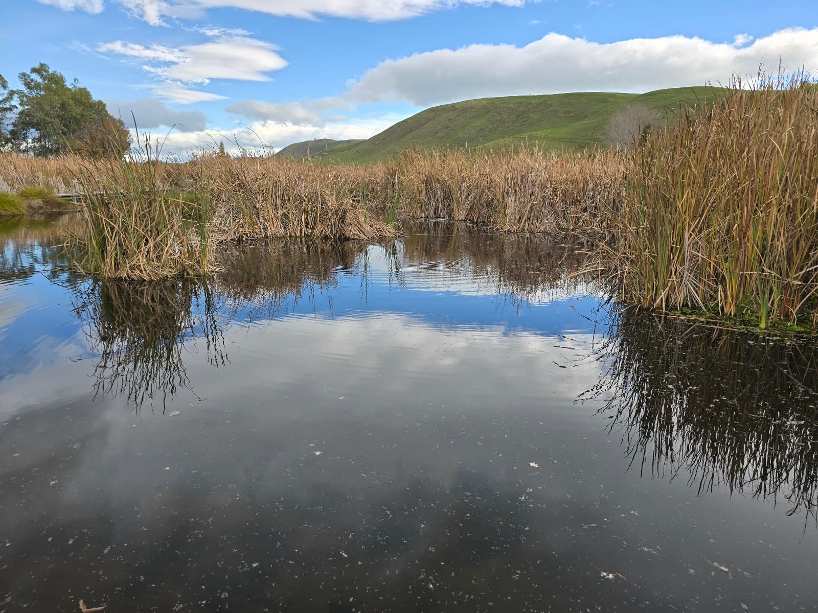 Pekapeka Wetland - Image 1