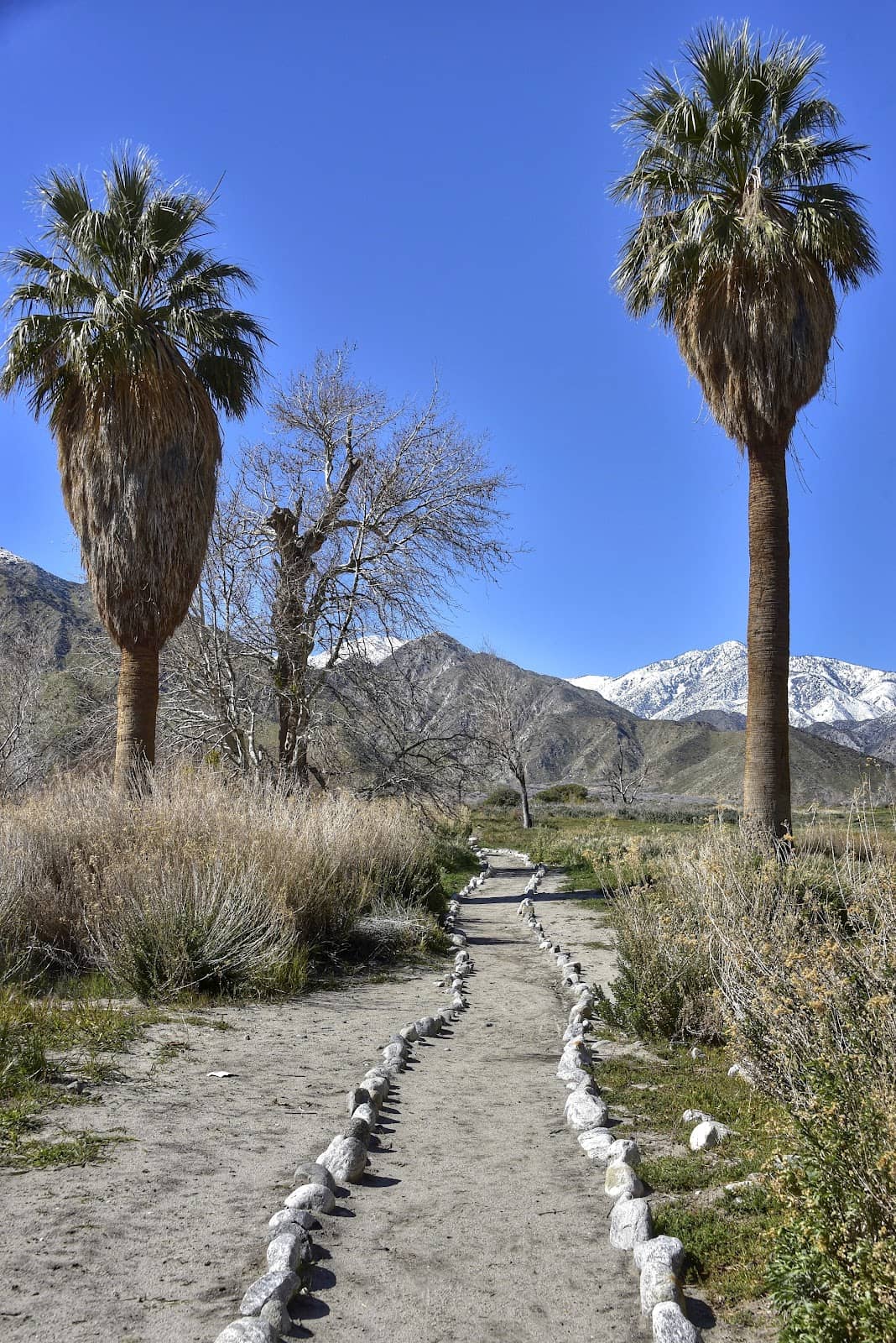 Joshua Tree Forest