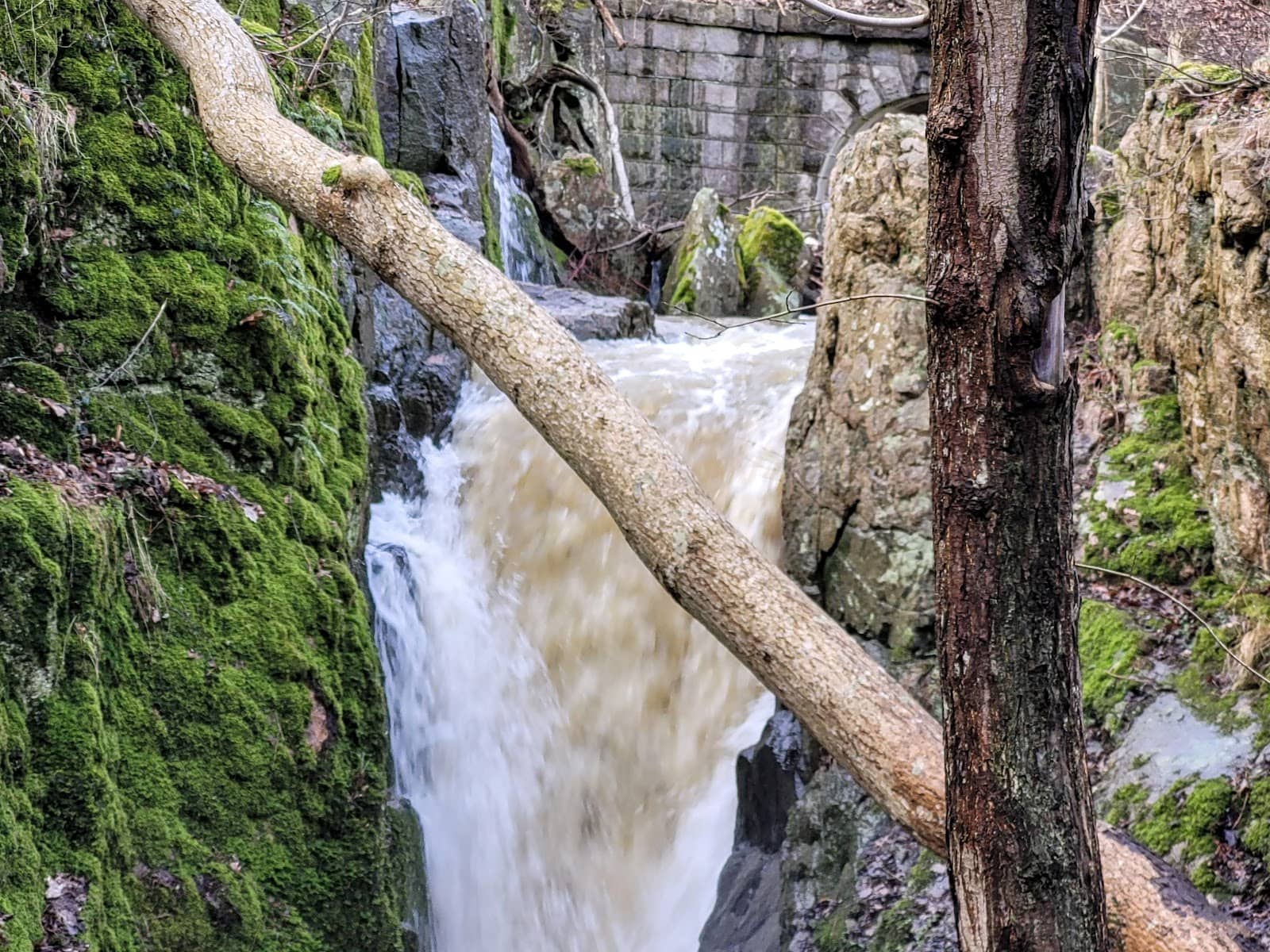 Enchanting Forest Trails