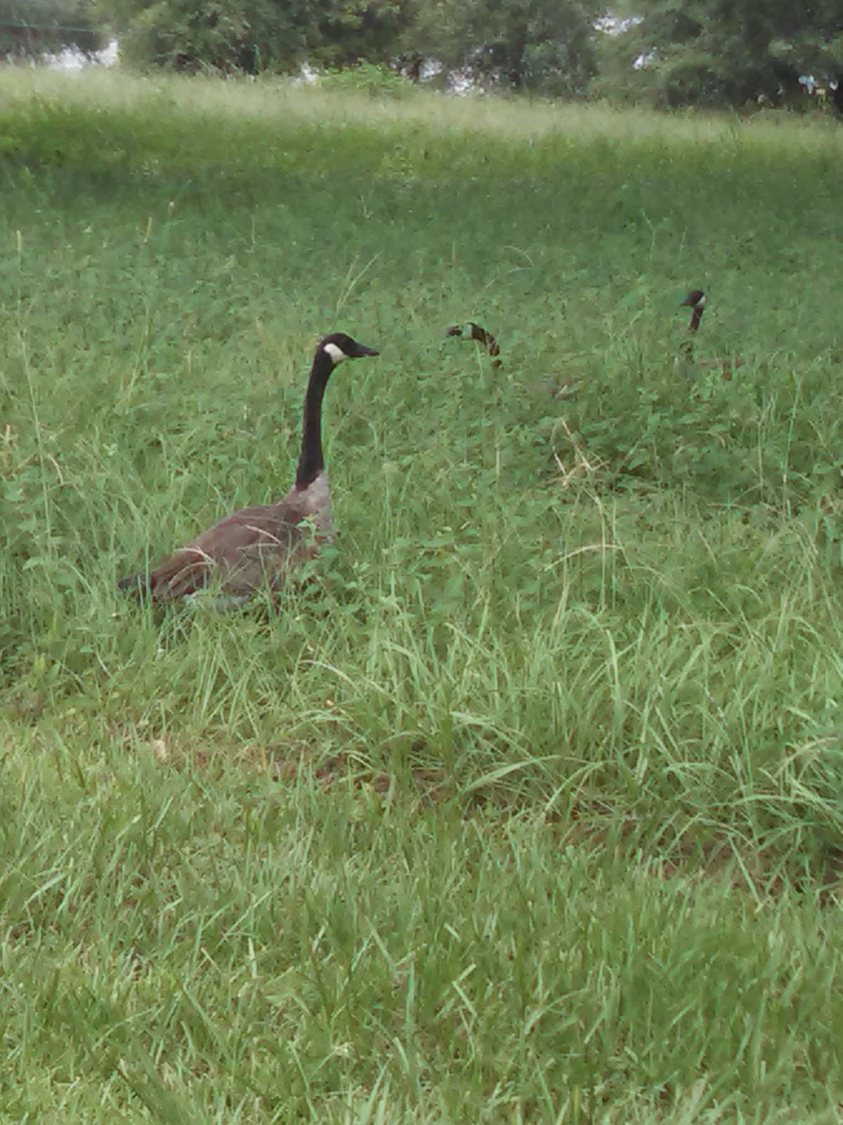 Gaines Street - Image 1