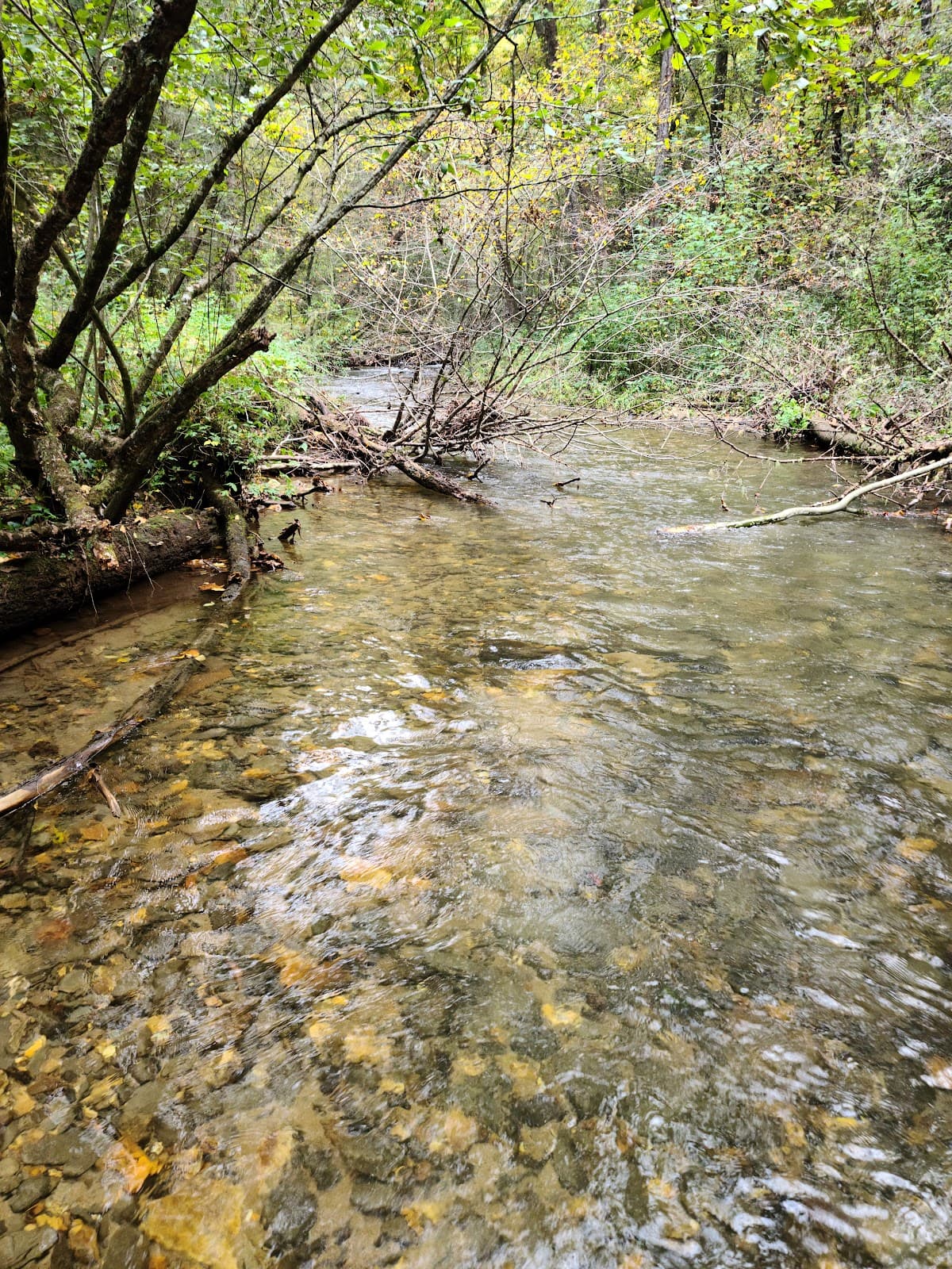Ellijay River - Image 1