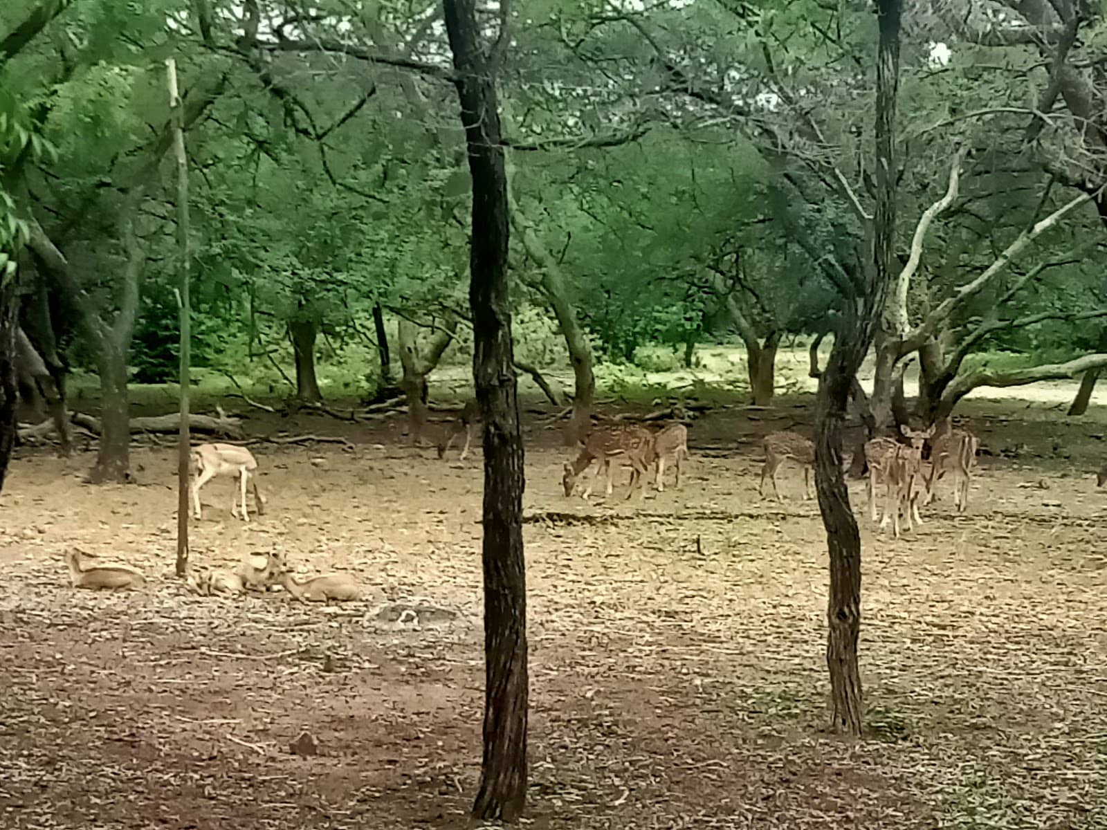 Peacocks and Antelopes
