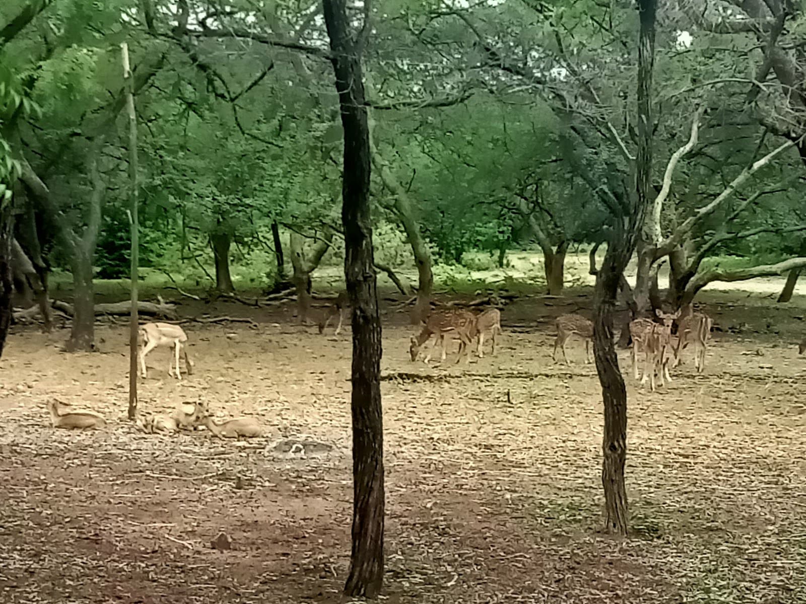 Mahavir Harina Vanasthali National Park - Image 1