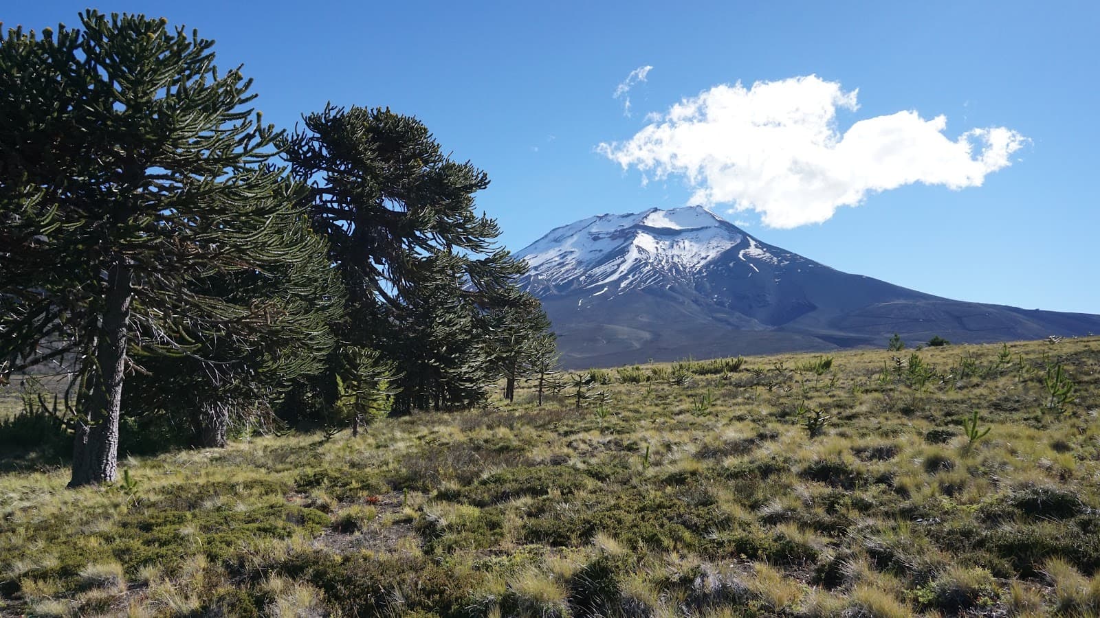 Volcán Lonquimay - Image 1