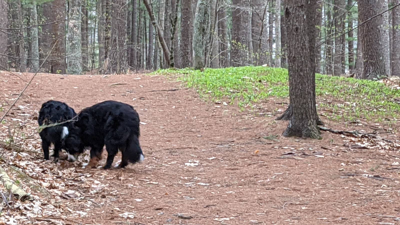 Pond Views from the Bluff
