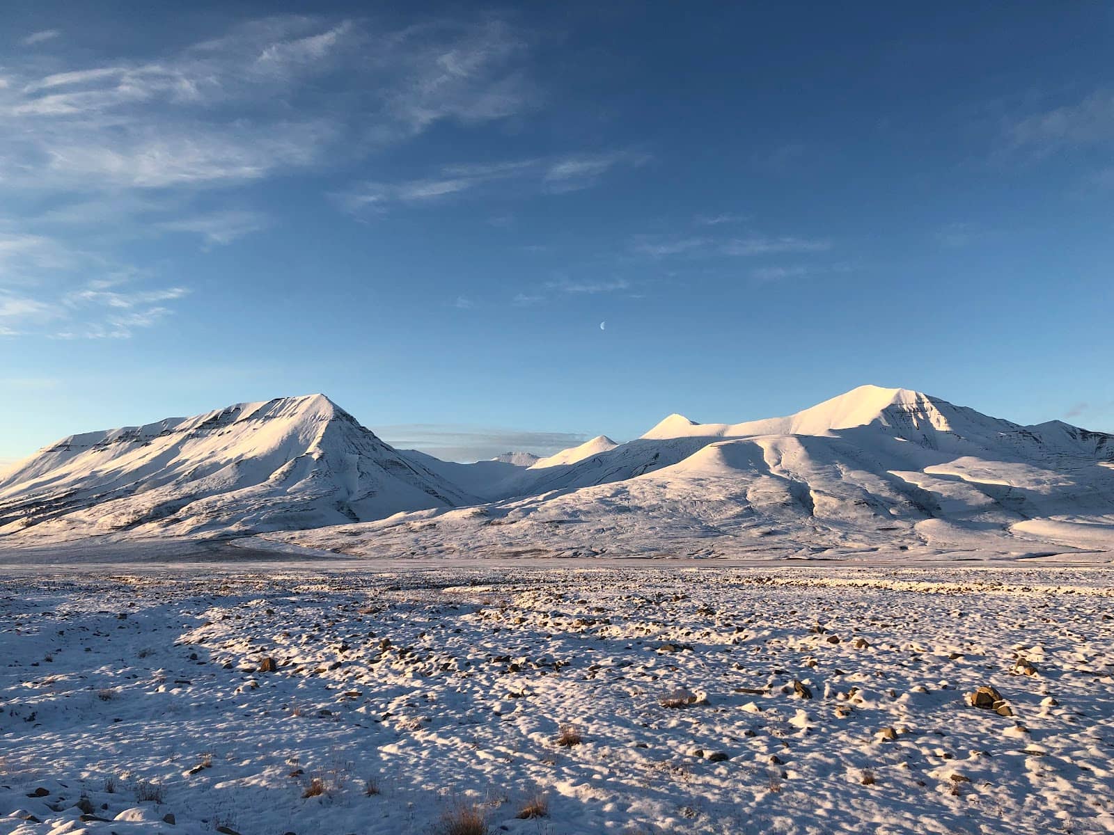 Arctic Fox Sightings