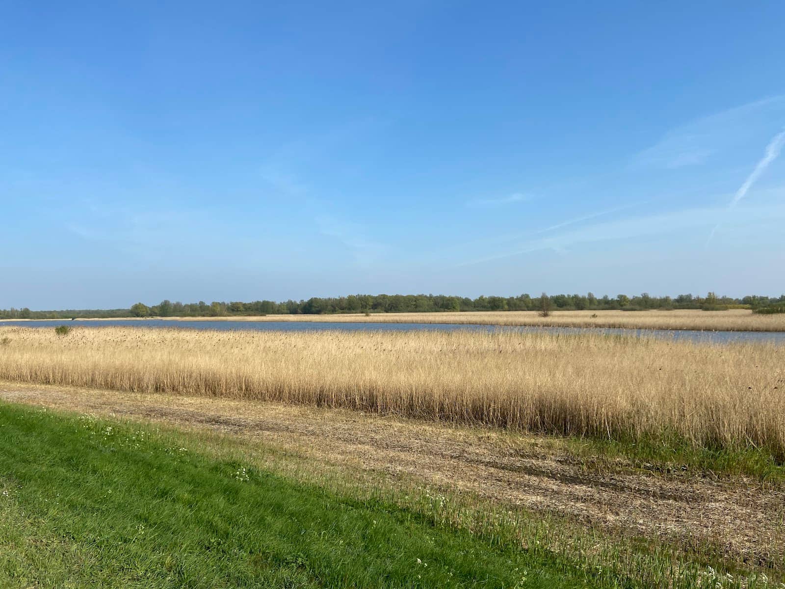 Kingfisher Sightings