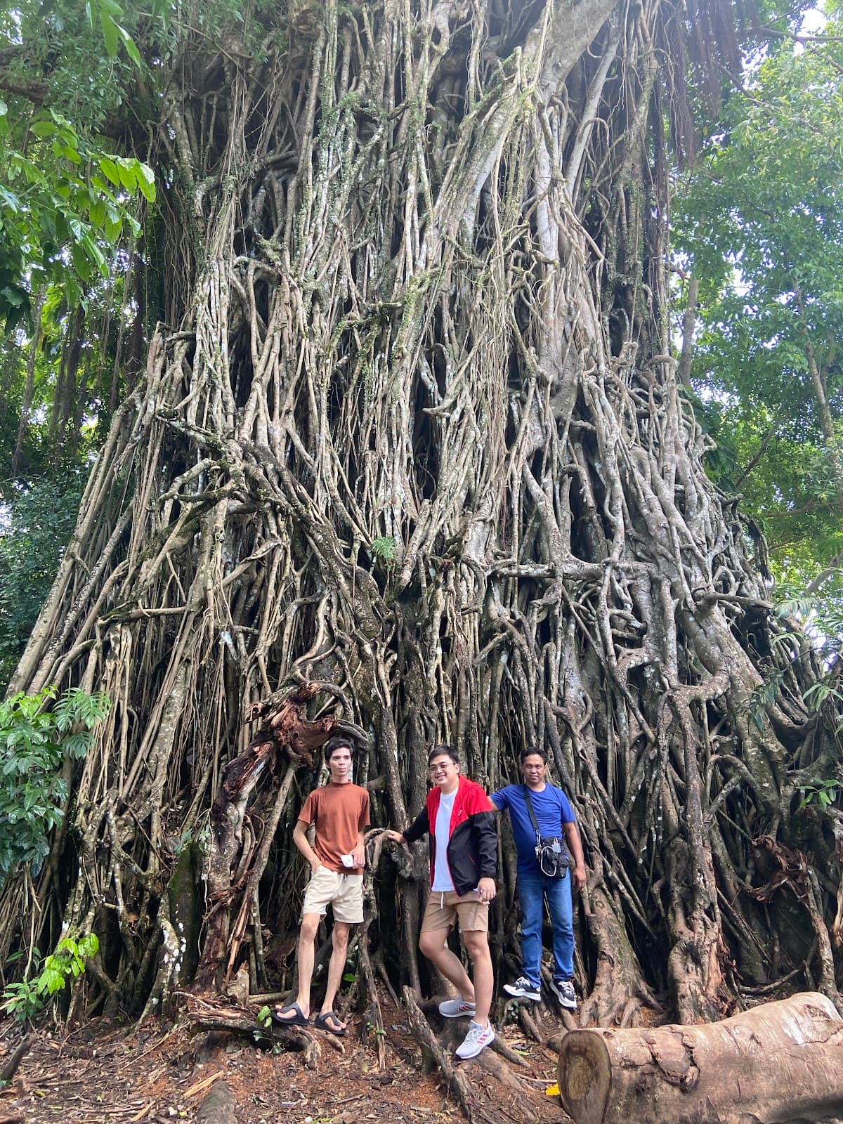 Balete Park and Millennium Tree - Image 1