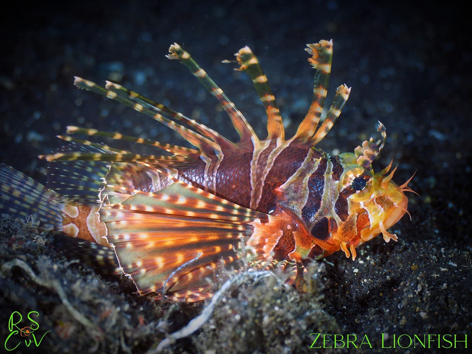 House Reef Raja Ampat - Image 1