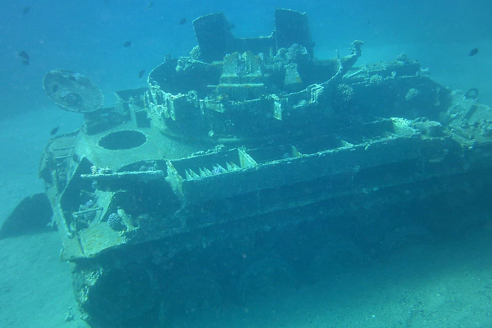 Marine Life Encounters