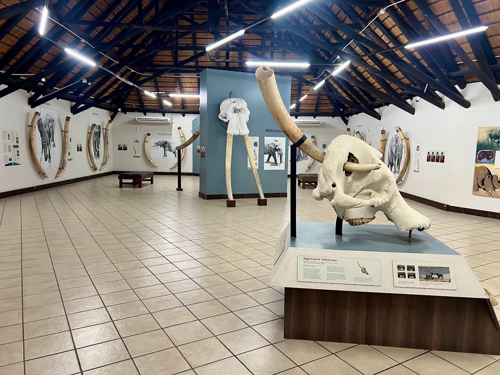 Letaba Elephant Hall - Image 1