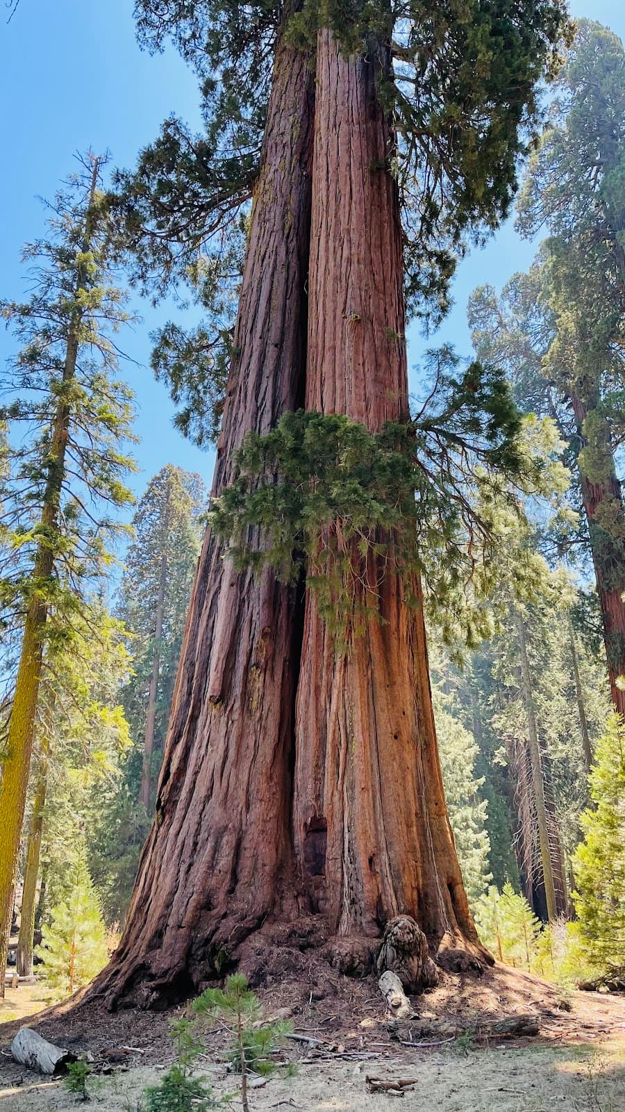 Big Trees Trail - Image 1