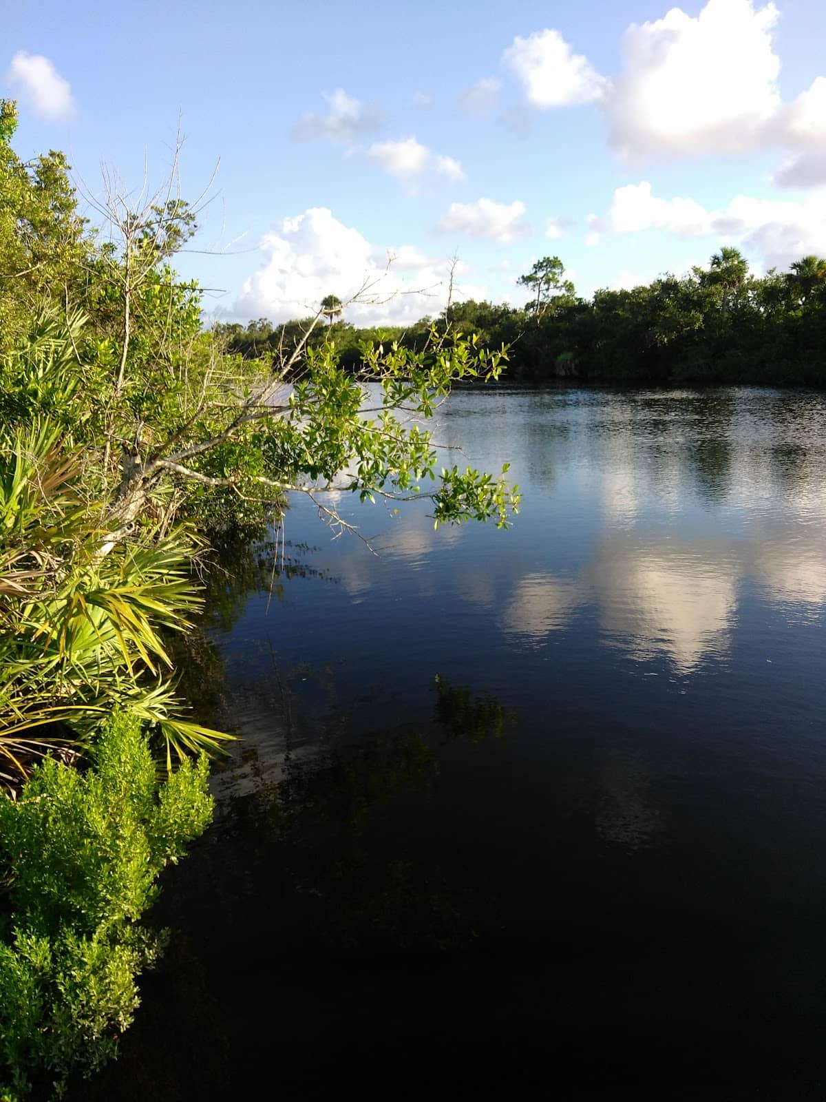 Dolphin & Wildlife Sightings