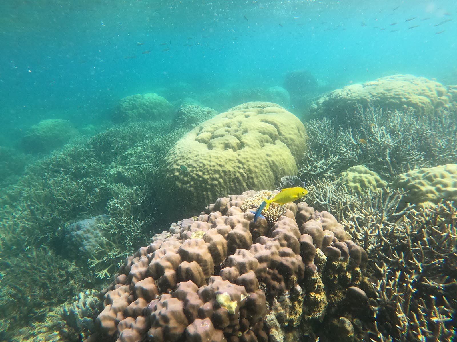 Aquarium Reef - Image 1