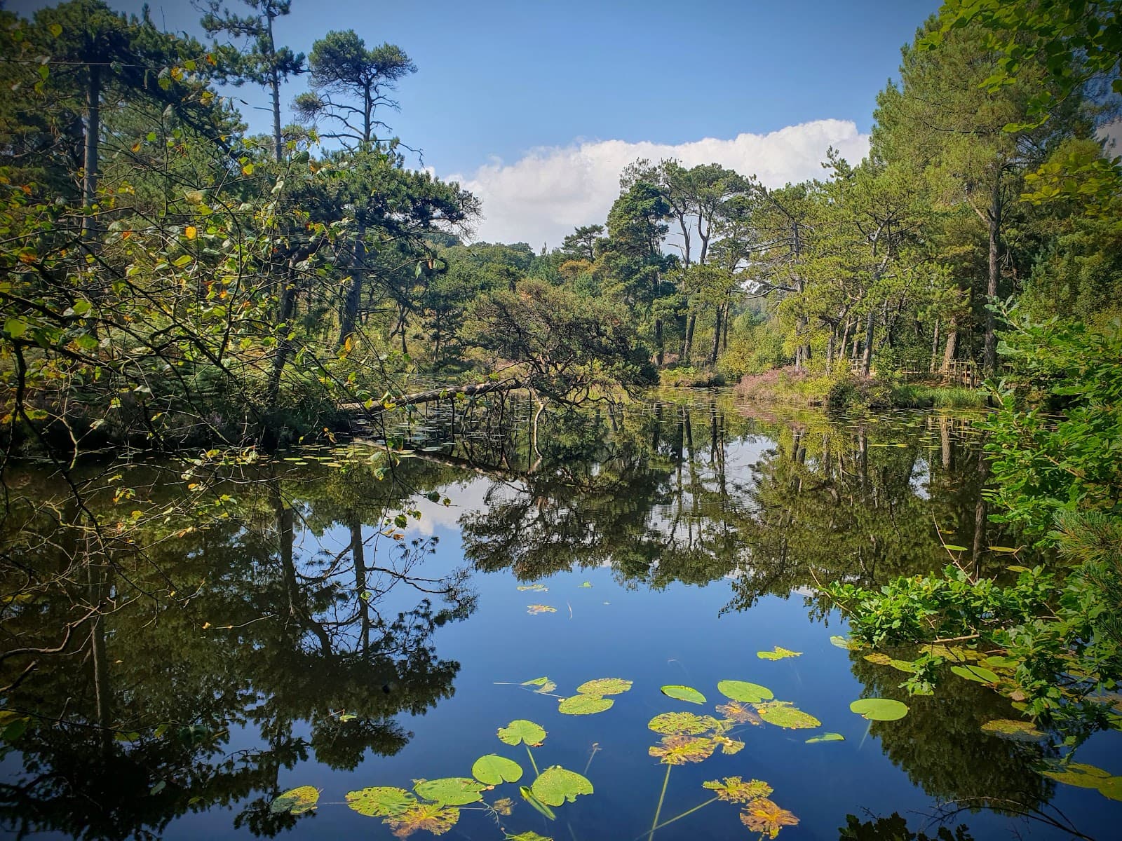 Bystock Pools Nature Reserve - Image 1